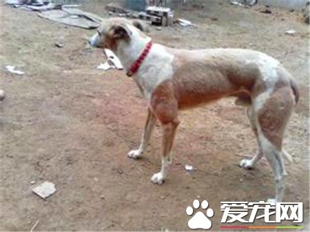 格惠犬哪個好 格惠犬和格力犬之間有何區別
