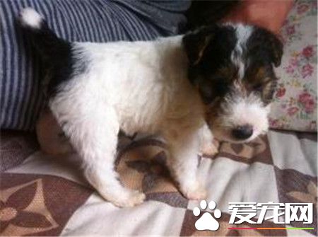 剛毛獵狐梗優點 是一種非常聰明的狗狗