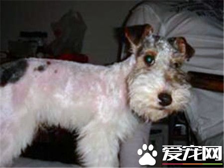 剛毛獵狐梗優點 是一種非常聰明的狗狗