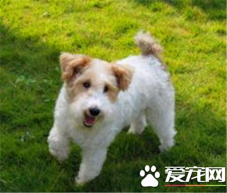 剛毛獵狐梗優點 是一種非常聰明的狗狗