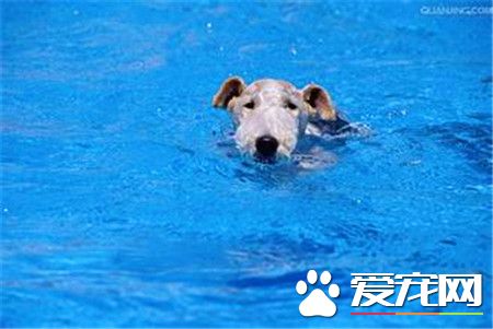 剛毛獵狐梗習性 剛毛獵狐梗精力充沛淘氣
