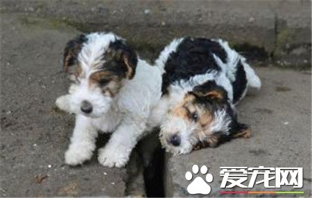 剛毛獵狐梗體重 剛毛獵狐梗公犬體重在18磅左右