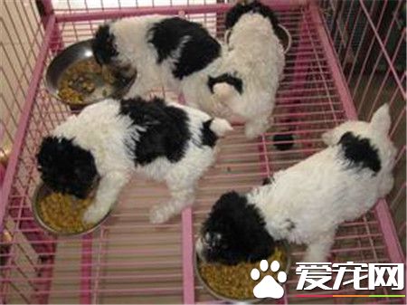 剛毛獵狐梗體重 剛毛獵狐梗公犬體重在18磅左右
