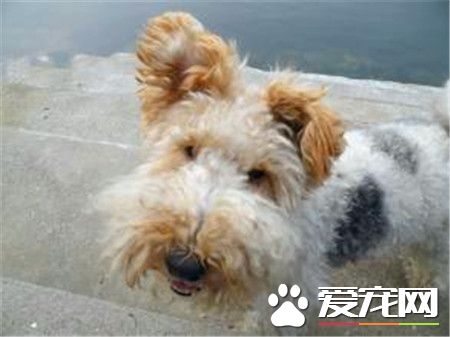 剛毛獵狐梗體重 剛毛獵狐梗公犬體重在18磅左右