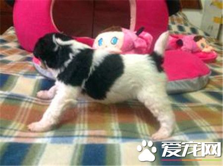 剛毛獵狐梗體型大不大 體型屬於中等狀態