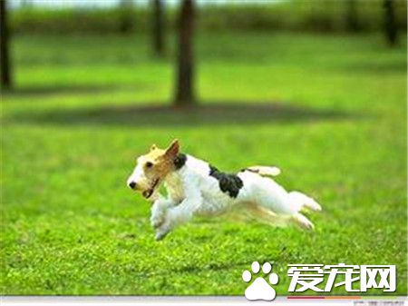 剛毛獵狐梗體型大不大 體型屬於中等狀態