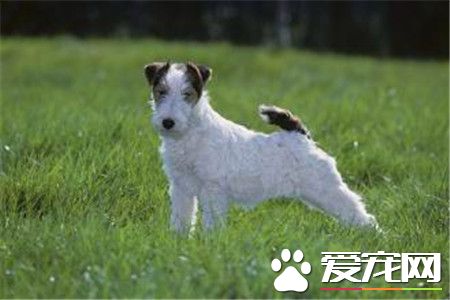 剛毛獵狐梗體型大不大 體型屬於中等狀態