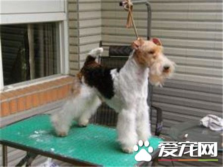 剛毛獵狐梗是萬能梗麼 剛毛獵狐梗不是萬能梗