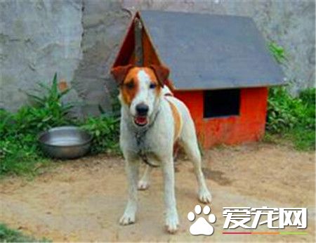 剛毛獵狐梗是萬能梗麼 剛毛獵狐梗不是萬能梗
