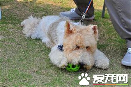 剛毛獵狐梗是萬能梗麼 剛毛獵狐梗不是萬能梗