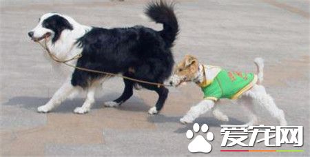 剛毛獵狐梗是什麼犬 是傳統的英國梗類狗狗