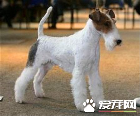 剛毛獵狐梗是什麼犬 是傳統的英國梗類狗狗
