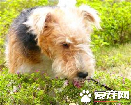 剛毛獵狐梗是什麼犬 是傳統的英國梗類狗狗