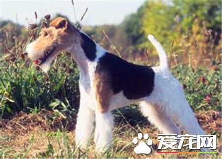 剛毛獵狐梗缺點 剛毛獵狐梗缺點喜歡爭斗