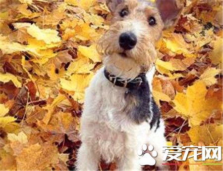 剛毛獵狐梗能混養麼 不適合與其他犬類和養