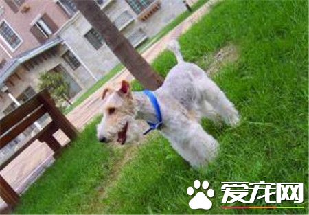 剛毛獵狐梗缺點 剛毛獵狐梗缺點喜歡爭斗