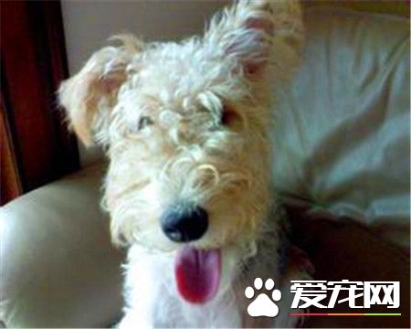 剛毛獵狐梗能混養麼 不適合與其他犬類和養