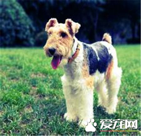 剛毛獵狐梗能混養麼 不適合與其他犬類和養