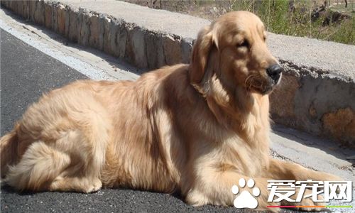 金毛尋回犬能看家麼 金毛尋回犬不適合看家