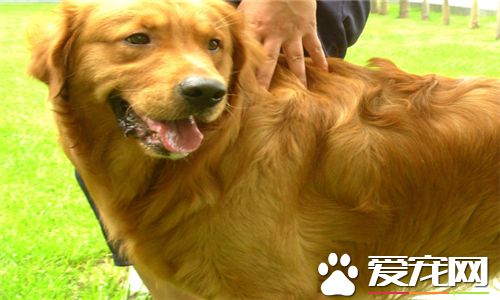 金毛尋回犬特性 金毛犬是很活潑的一種犬種