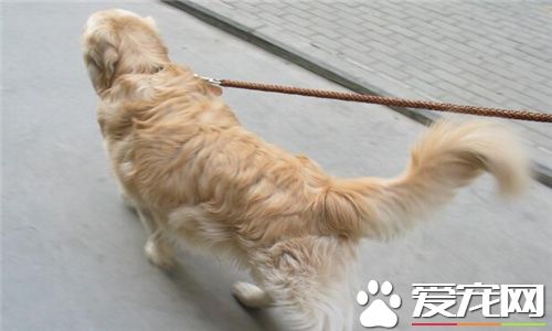 金毛尋回犬能看家麼 金毛尋回犬不適合看家