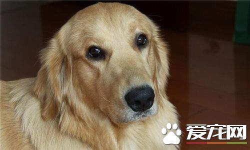 金毛尋回犬能看家麼 金毛尋回犬不適合看家