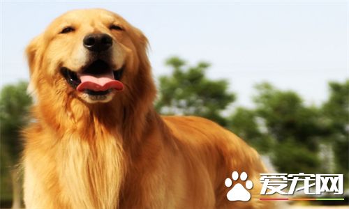 金毛尋回犬特性 金毛犬是很活潑的一種犬種