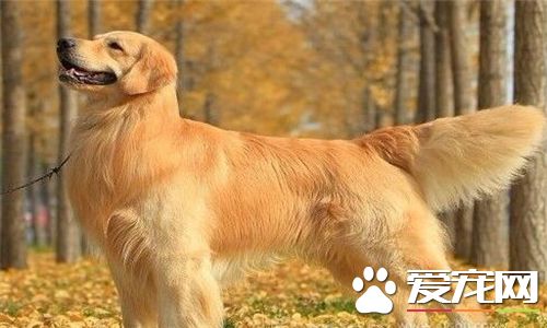 金毛尋回犬耐寒程度 比一般的狗耐寒能力強