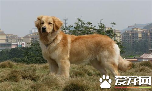 金毛尋回犬耐寒程度 比一般的狗耐寒能力強