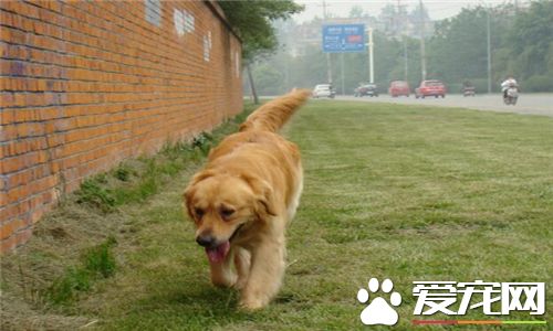 金毛尋回犬來源 金毛尋回犬的品種產生