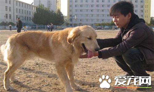 金毛尋回犬來源 金毛尋回犬的品種產生