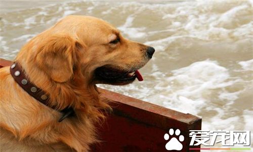 金毛尋回犬來源 金毛尋回犬的品種產生