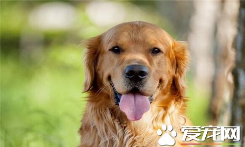 金毛尋回犬口水程度 金毛尋回犬口水很少