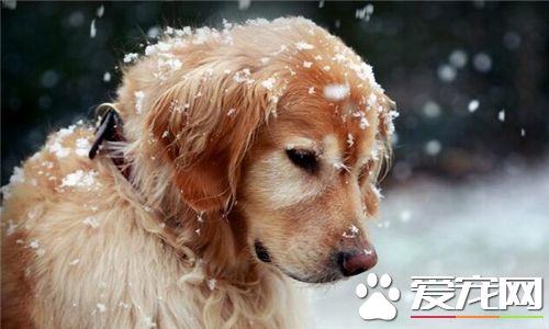 金毛尋回犬口水程度 金毛尋回犬口水很少