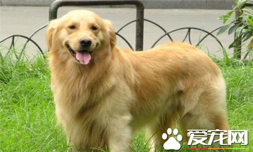 金毛尋回犬口水程度 金毛尋回犬口水很少