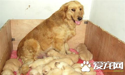 金毛尋回犬看家能力 金毛犬不適合看家護院