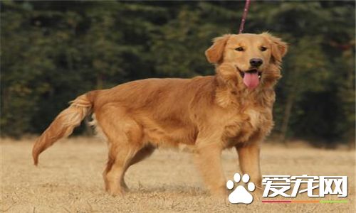 金毛尋回犬看家能力 金毛犬不適合看家護院