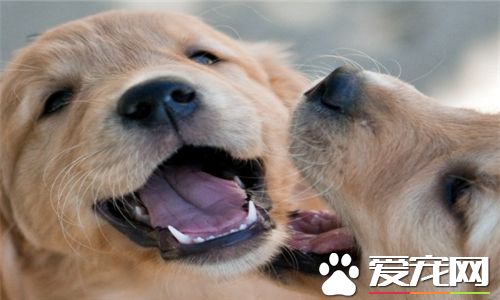 金毛尋回犬飼養標准 金毛尋回犬的所需膳食