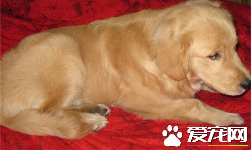 金毛尋回犬鑒別 可以通過毛發以及體型來鑒別