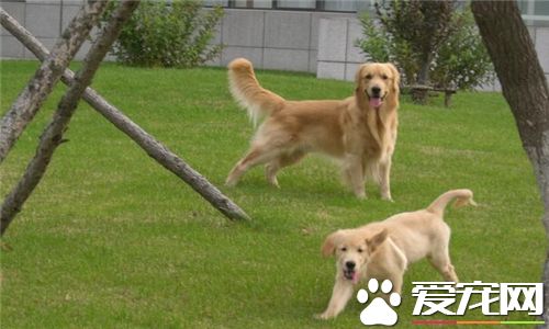 金毛尋回犬鑒別 可以通過毛發以及體型來鑒別