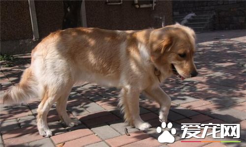金毛尋回犬鑒別 可以通過毛發以及體型來鑒別