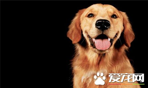 金毛尋回犬看家能力 金毛犬不適合看家護院