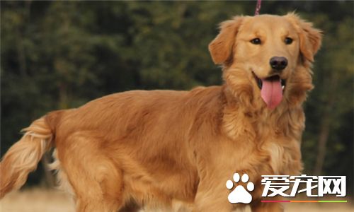 金毛尋回犬壽命 金毛壽命在十二至十五年之間