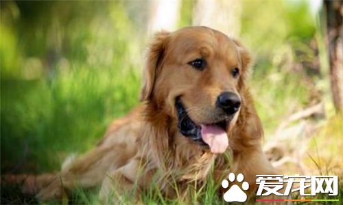 金毛尋回犬活潑程度 金毛尋回犬活潑程度中等