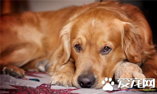 金毛尋回犬如何看便便 大致是黃色或者褐色是正常