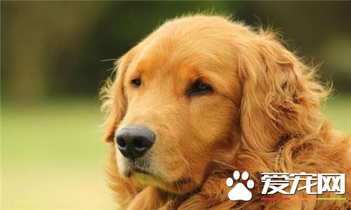 金毛尋回犬活潑程度 金毛尋回犬活潑程度中等