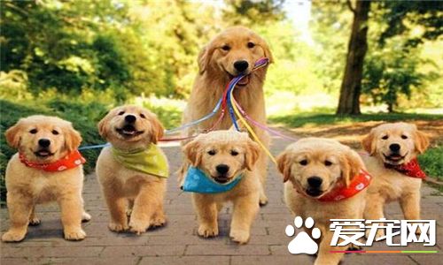 金毛尋回犬如何看便便 大致是黃色或者褐色是正常