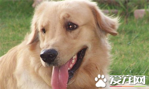 金毛尋回犬什麼顏色 金毛還是以金黃色為主