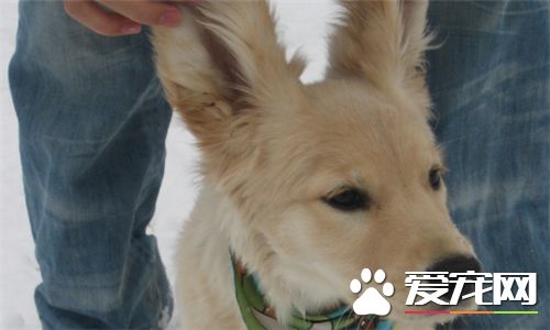 金毛尋回犬是中型犬嗎 金毛尋回犬是中型犬