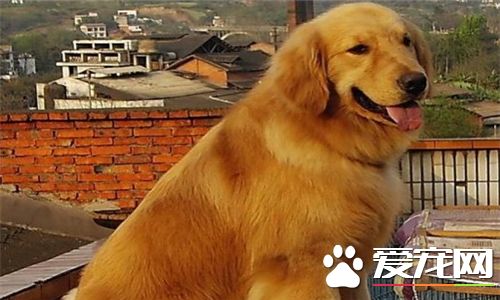 金毛尋回犬是中型犬嗎 金毛尋回犬是中型犬